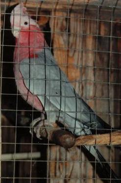 galah.jpg